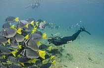 Yellow-tailed Surgeonfish (Prionurus laticlavius) school and snorkelers, Galapagos Islands, Ecuador