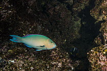 Blue-barred Parrotfish (Scarus ghobban), Galapagos Islands, Ecuador