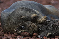 Galapagos Sea Lion (Zalophus wollebaeki) mother nuzzling pup, Rabida Island, Galapagos Islands, Ecuador