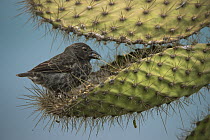 Common Cactus-Finch (Geospiza scandens) feeding on cactus, Galapagos Islands, Ecuador