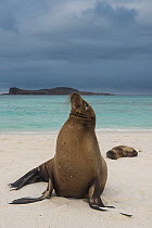 Galapagos Sea Lion (Zalophus wollebaeki) pair on beach, Gardner Bay, Hood Island, Galapagos Islands, Ecuador