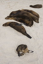 Galapagos Sea Lion (Zalophus wollebaeki) group resting on beach, Gardner Bay, Hood Island, Galapagos Islands, Ecuador