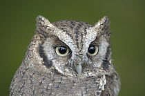 Tropical Screech Owl (Otus choliba), Germany