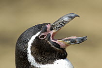 Humboldt Penguin (Spheniscus humboldti) calling, Germany