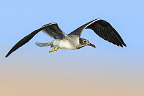 White-eyed Gull (Larus leucophthalmus) flying, Eilat, Israel