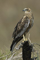 Western Marsh-Harrier (Circus aeruginosus), Oman