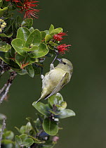 Common Amakihi (Viridonia virens) female, Hawaii