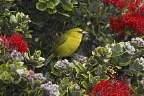 Common Amakihi (Viridonia virens) male, Hawaii