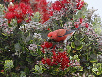 Apapane (Himatione sanguinea) feeding on flower nectar, Hawaii
