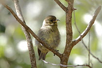 Akiapolaau (Hemignathus wilsoni) juvenile, Hawaii