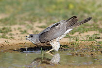 Levant Sparrowhawk (Accipiter brevipes) female drinking, Eilat, Israel. Sequence 1 of 3