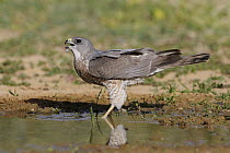 Levant Sparrowhawk (Accipiter brevipes) female drinking, Eilat, Israel. Sequence 2 of 3