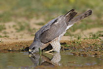 Levant Sparrowhawk (Accipiter brevipes) female drinking, Eilat, Israel. Sequence 3 of 3