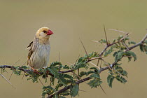 Red-billed Quelea (Quelea quelea), Northern Cape, South Africa
