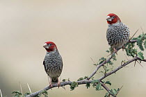 Red-headed Finch (Amadina erythrocephala) males, Northern Cape, South Africa