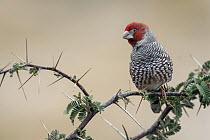 Red-headed Finch (Amadina erythrocephala) male, Northern Cape, South Africa