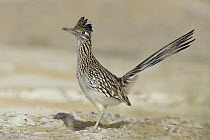 Greater Roadrunner (Geococcyx californianus), Texas