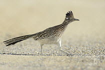Greater Roadrunner (Geococcyx californianus) running, Texas