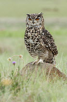 Cape Eagle-Owl (Bubo capensis), Mpumalanga, South Africa