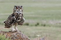 Cape Eagle-Owl (Bubo capensis), Mpumalanga, South Africa