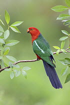 Australian King Parrot (Alisterus scapularis) male, Victoria, Australia