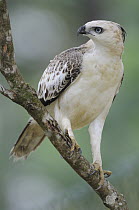 Changeable Hawk-Eagle (Spizaetus cirrhatus), Sri Lanka