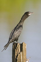 Little Cormorant (Phalacrocorax niger) in defensive posture, Sri Lanka
