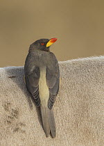 Yellow-billed Oxpecker (Buphagus africanus) on antelope, Gambia