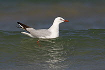 Silver Gull (Larus novaehollandiae), Victoria, Australia