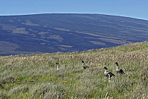 Nene (Branta sandvicensis) group on hillside, Hawaii