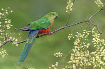 Australian King Parrot (Alisterus scapularis) sub-adult male, Victoria, Australia