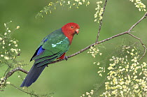 Australian King Parrot (Alisterus scapularis) male, Victoria, Australia