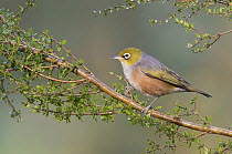 Silvereye (Zosterops lateralis), Victoria, Australia