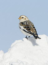 Snow Bunting (Plectrophenax nivalis), Ontario, Canada