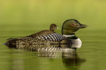 Common Loon (Gavia immer) carrying chick, British Columbia, Canada
