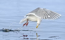 Glaucous Gull (Larus hyperboreus) striking at a fish while in flight, British Columbia, Canada