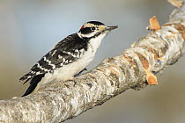 Hairy Woodpecker (Picoides villosus) male, British Columbia, Canada