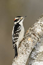 Hairy Woodpecker (Picoides villosus) male, British Columbia, Canada