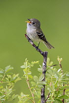 Least Flycatcher (Empidonax minimus) calling, British Columbia, Canada