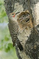 Northern Flicker (Colaptes auratus) male at nest cavity with chicks, British Columbia, Canada