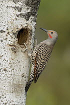 Northern Flicker (Colaptes auratus) male at nest cavity, British Columbia, Canada