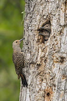 Northern Flicker (Colaptes auratus) female at nest cavity with chicks, British Columbia, Canada