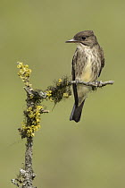 Olive-sided Flycatcher (Contopus cooperi), British Columbia, Canada