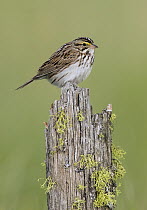 Savannah Sparrow (Passerculus sandwichensis), British Columbia, Canada