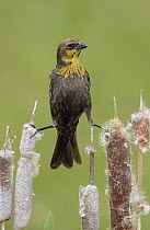 Yellow-headed Blackbird (Xanthocephalus xanthocephalus) female on cattails, British Columbia, Canada