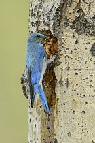 Mountain Bluebird (Sialia currucoides) male with prey at nest cavity, British Columbia, Canada