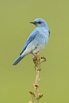 Mountain Bluebird (Sialia currucoides) male, British Columbia, Canada