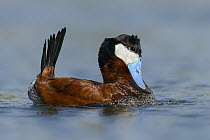 Ruddy Duck (Oxyura jamaicensis) male in courtship display, British Columbia, Canada