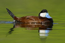 Ruddy Duck (Oxyura jamaicensis) male, British Columbia, Canada