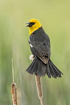Yellow-headed Blackbird (Xanthocephalus xanthocephalus) male calling durring territoral display, British Columbia, Canada